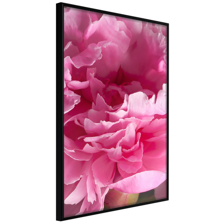 Wall Poster Beautiful Peonies - flower with pink petals on the background of the same flowers 122822 additionalImage 10