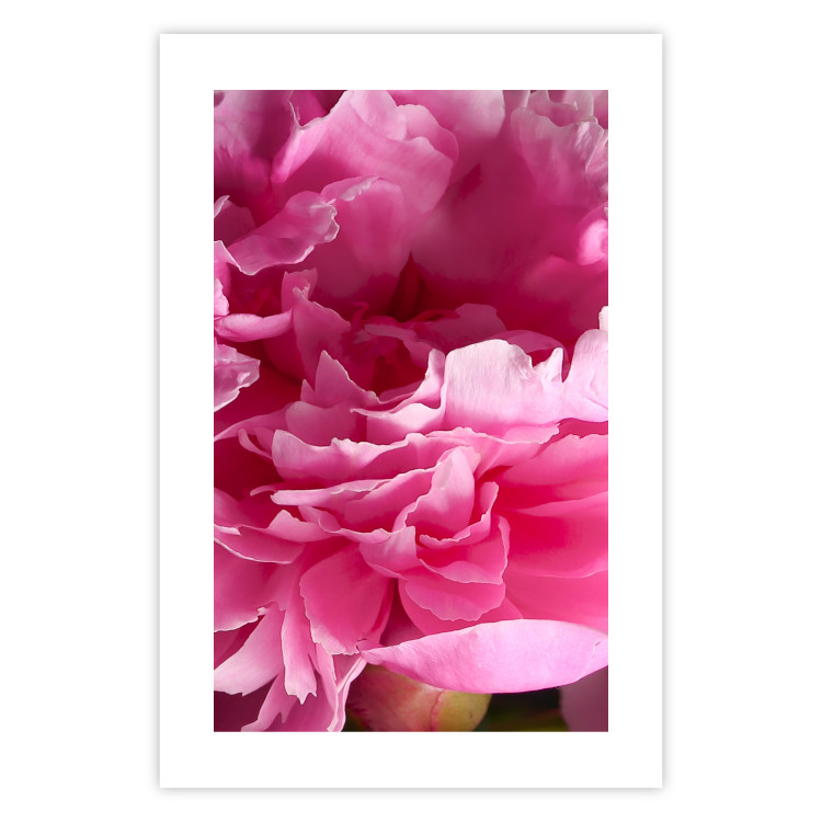 Wall Poster Beautiful Peonies - flower with pink petals on the background of the same flowers 122822 additionalImage 25