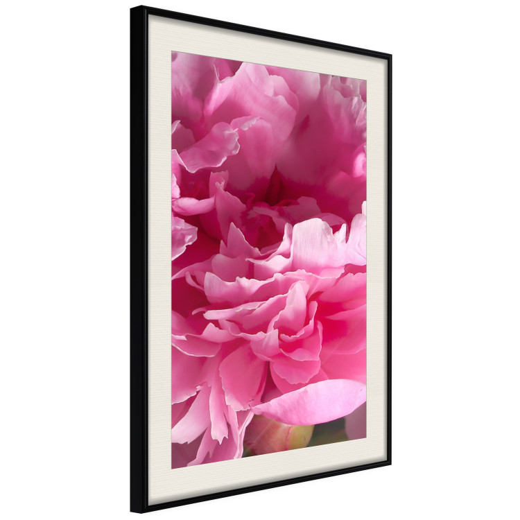 Wall Poster Beautiful Peonies - flower with pink petals on the background of the same flowers 122822 additionalImage 3