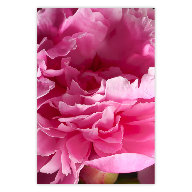 Wall Poster Beautiful Peonies - flower with pink petals on the background of the same flowers 122822