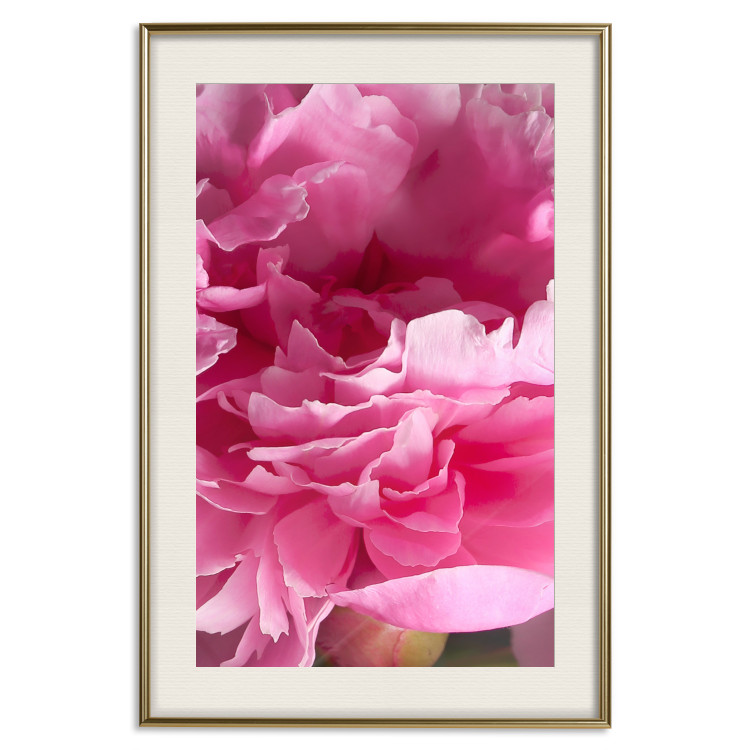 Wall Poster Beautiful Peonies - flower with pink petals on the background of the same flowers 122822 additionalImage 19