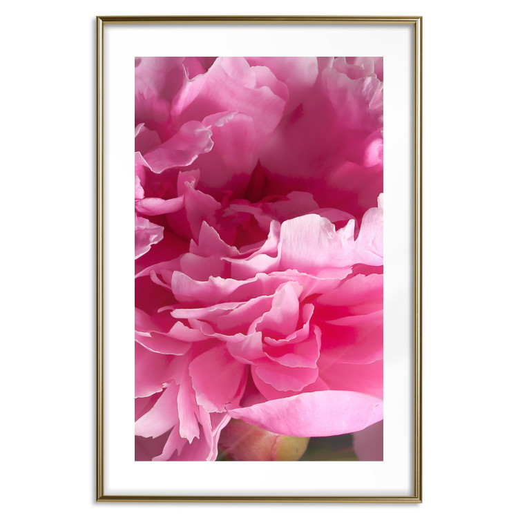 Wall Poster Beautiful Peonies - flower with pink petals on the background of the same flowers 122822 additionalImage 14