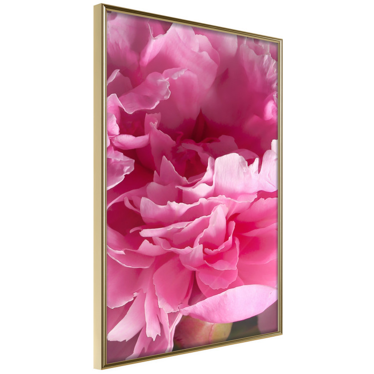 Wall Poster Beautiful Peonies - flower with pink petals on the background of the same flowers 122822 additionalImage 14