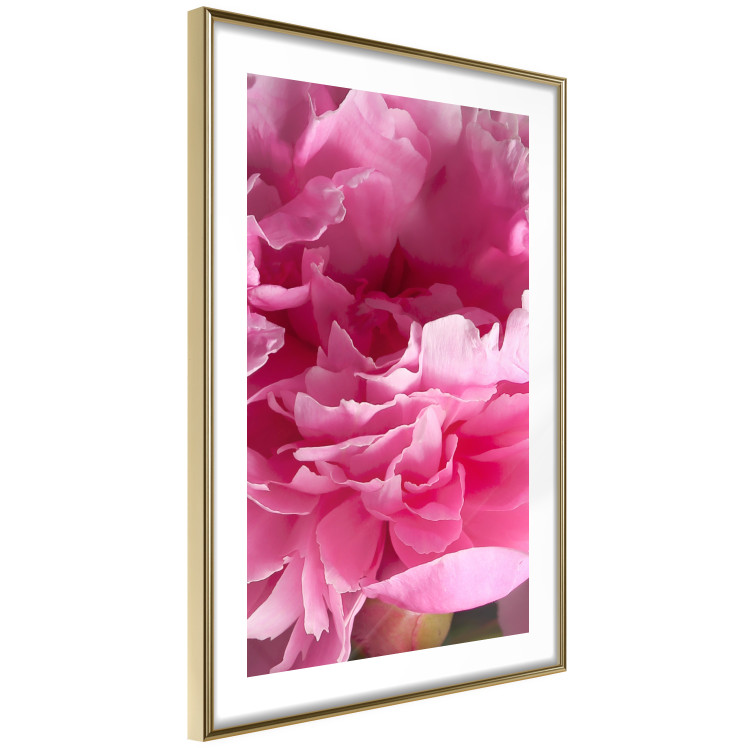 Wall Poster Beautiful Peonies - flower with pink petals on the background of the same flowers 122822 additionalImage 6