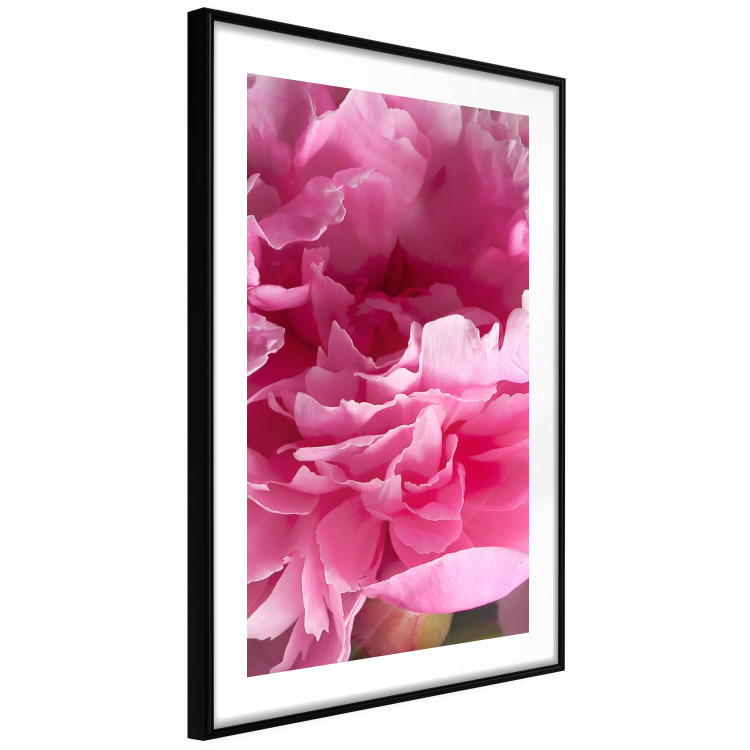 Wall Poster Beautiful Peonies - flower with pink petals on the background of the same flowers 122822 additionalImage 13
