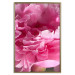 Wall Poster Beautiful Peonies - flower with pink petals on the background of the same flowers 122822 additionalThumb 16