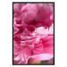Wall Poster Beautiful Peonies - flower with pink petals on the background of the same flowers 122822 additionalThumb 24