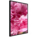 Wall Poster Beautiful Peonies - flower with pink petals on the background of the same flowers 122822 additionalThumb 10