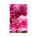 Wall Poster Beautiful Peonies - flower with pink petals on the background of the same flowers 122822 additionalThumb 25