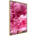 Wall Poster Beautiful Peonies - flower with pink petals on the background of the same flowers 122822 additionalThumb 12