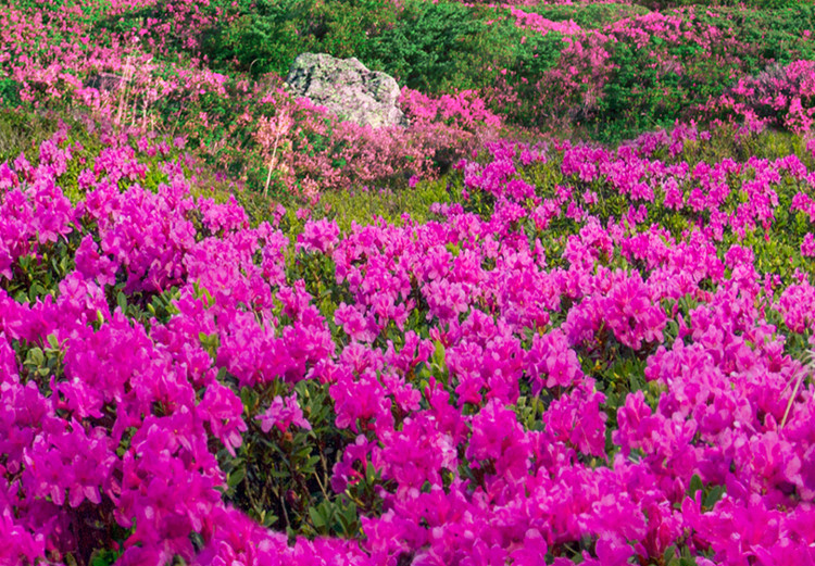Canvas Print Alpine Rhododendrons (1 Part) Wide 125222 additionalImage 4