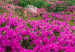 Canvas Print Alpine Rhododendrons (1 Part) Wide 125222 additionalThumb 4