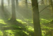 Large canvas print Dawn in the Forest [Large Format] 125622 additionalThumb 4