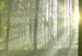 Large canvas print Dawn in the Forest [Large Format] 125622 additionalThumb 5