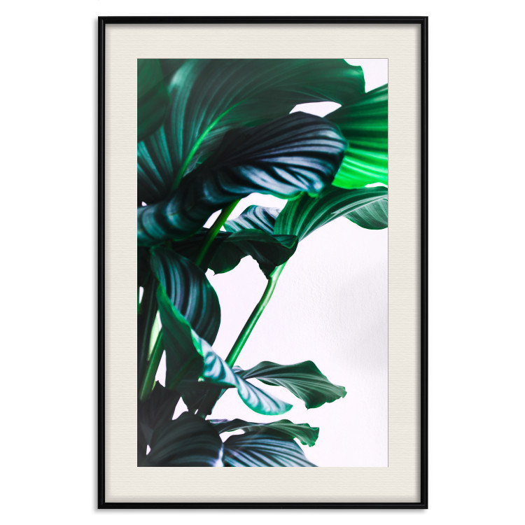 Wall Poster Flexible Leaves - plant with green leaves on a contrasting background 129922 additionalImage 19