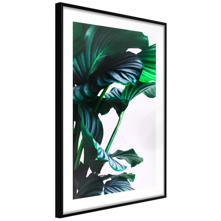 Wall Poster Flexible Leaves - plant with green leaves on a contrasting background 129922 additionalImage 6