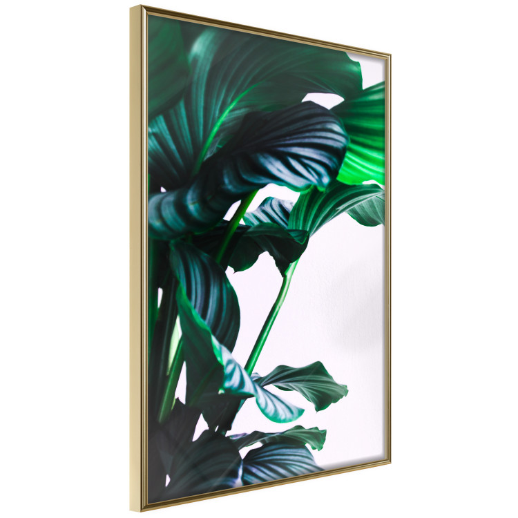 Wall Poster Flexible Leaves - plant with green leaves on a contrasting background 129922 additionalImage 12