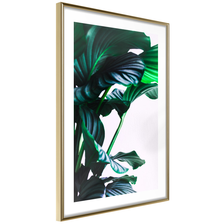 Wall Poster Flexible Leaves - plant with green leaves on a contrasting background 129922 additionalImage 9