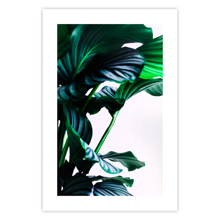 Wall Poster Flexible Leaves - plant with green leaves on a contrasting background 129922 additionalImage 25