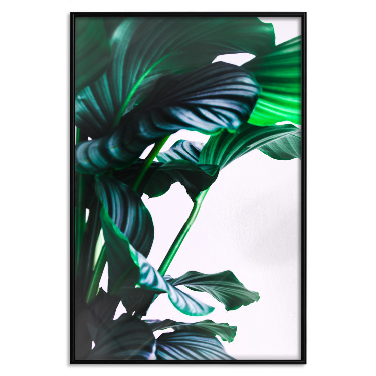 Wall Poster Flexible Leaves - plant with green leaves on a contrasting background 129922 additionalImage 18
