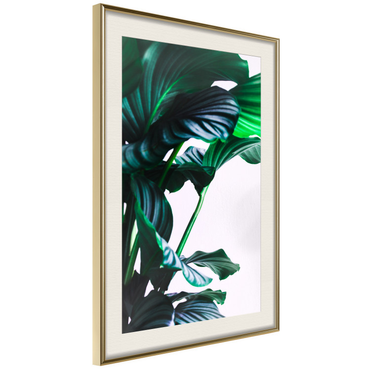 Wall Poster Flexible Leaves - plant with green leaves on a contrasting background 129922 additionalImage 3