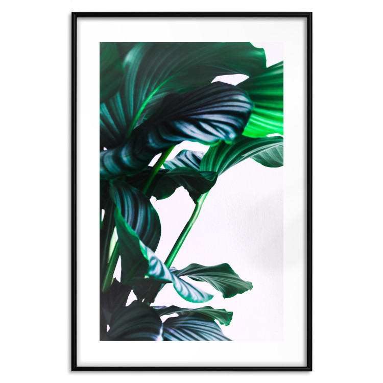 Wall Poster Flexible Leaves - plant with green leaves on a contrasting background 129922 additionalImage 15