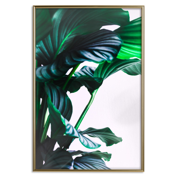 Wall Poster Flexible Leaves - plant with green leaves on a contrasting background 129922 additionalImage 21