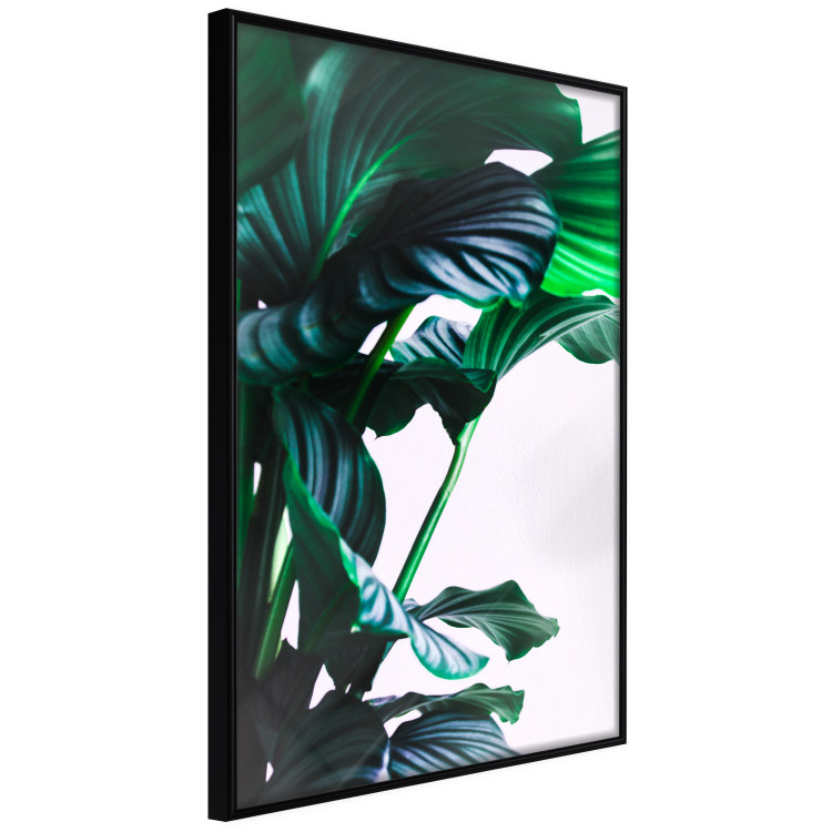 Wall Poster Flexible Leaves - plant with green leaves on a contrasting background 129922 additionalImage 13