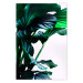 Wall Poster Flexible Leaves - plant with green leaves on a contrasting background 129922