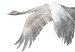 Poster Crane Flight - landscape of a bird flying against a white sky in a watercolor motif 137922 additionalThumb 26