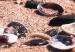 Canvas Summer Beach - Seashells Landscape on the Shore of the Blue Sea 146222 additionalThumb 5