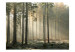 Photo Wallpaper November Morning - Forest Landscape with Tall Trees in Autumn Mist 60522 additionalThumb 1