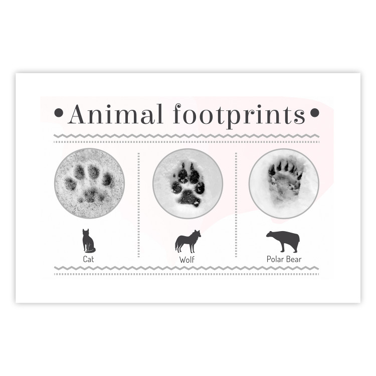 Poster Paw Prints - animal paw prints with black signatures and graphics 122932 additionalImage 25