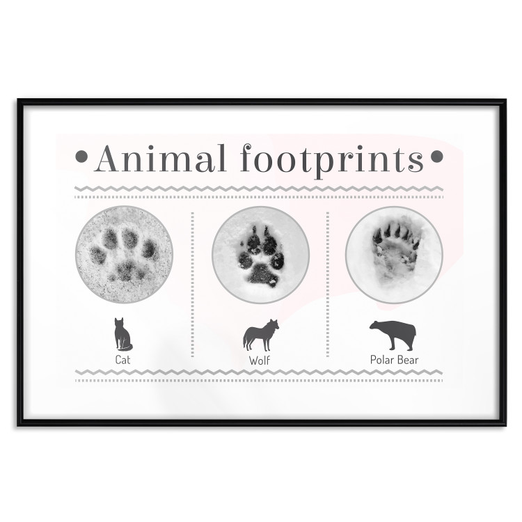Poster Paw Prints - animal paw prints with black signatures and graphics 122932 additionalImage 17