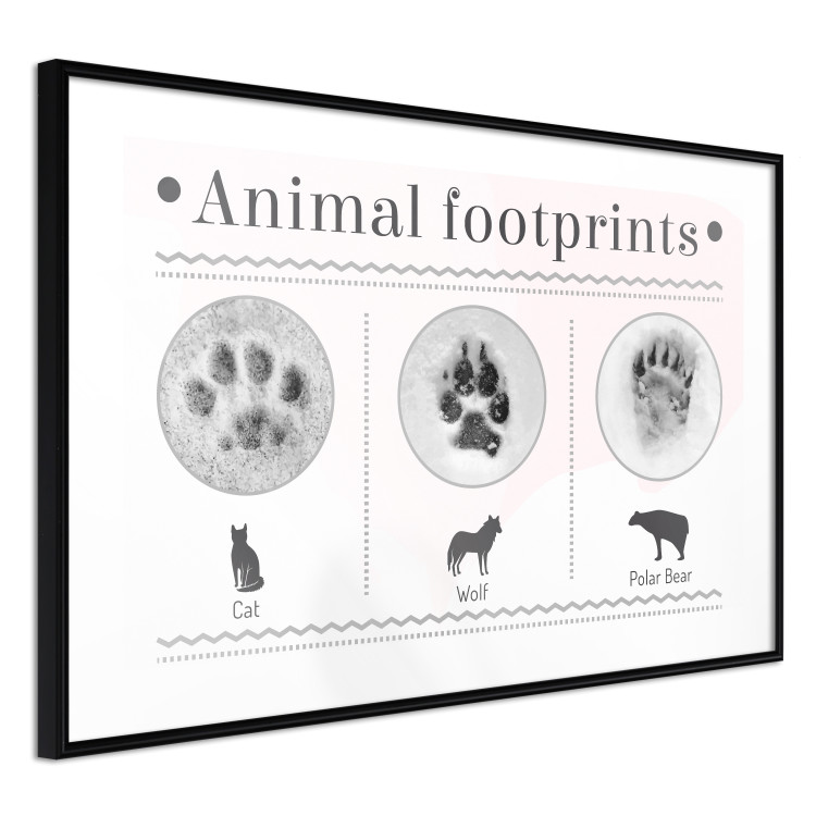 Poster Paw Prints - animal paw prints with black signatures and graphics 122932 additionalImage 13