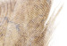 Wall Poster Transience (Beige) - velvety feather in a single color on a white background 125232 additionalThumb 9