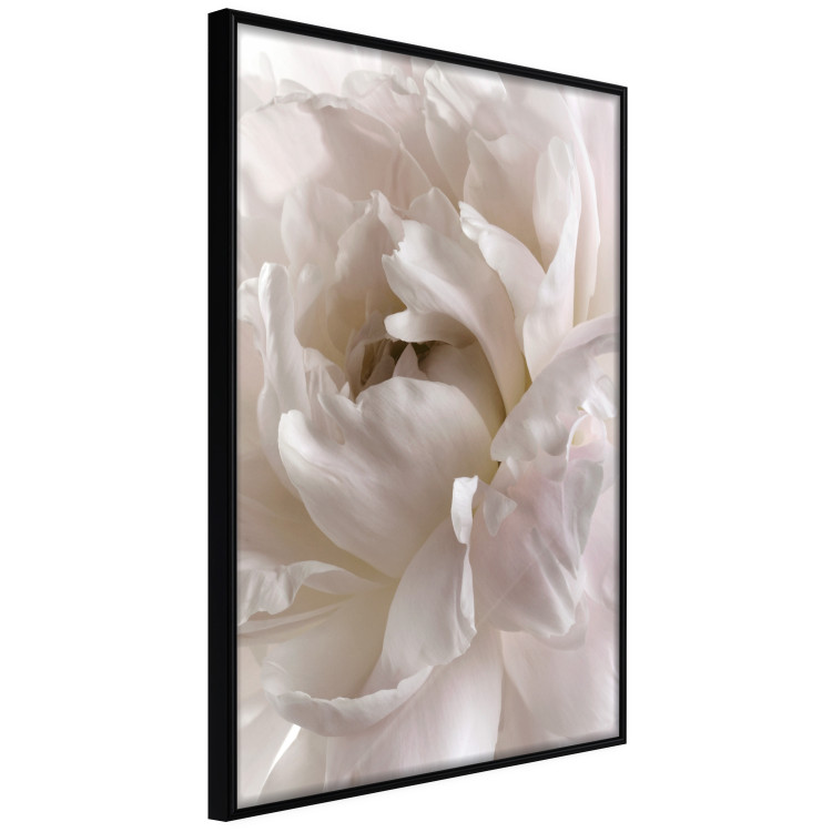 Poster Fluffy Absent-mindedness - white velvety flower in light composition 127832 additionalImage 11