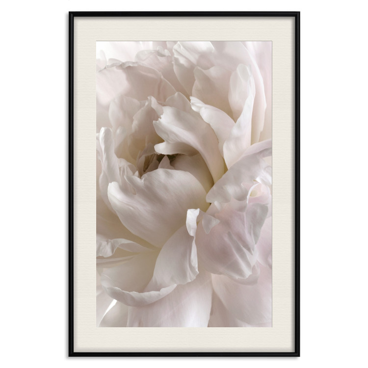 Poster Fluffy Absent-mindedness - white velvety flower in light composition 127832 additionalImage 19