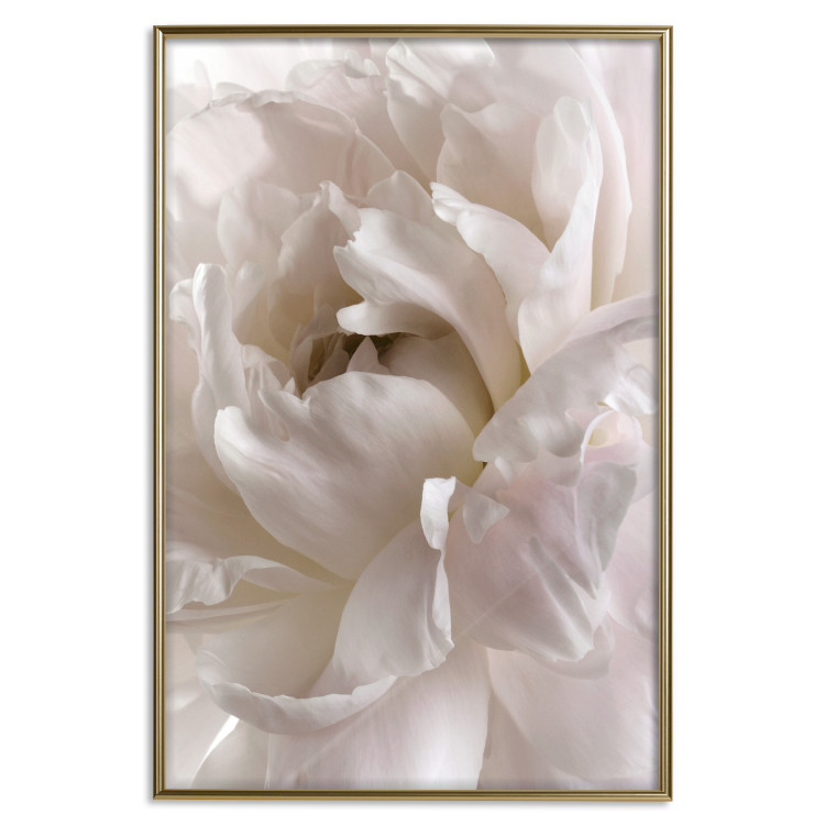 Poster Fluffy Absent-mindedness - white velvety flower in light composition 127832 additionalImage 21
