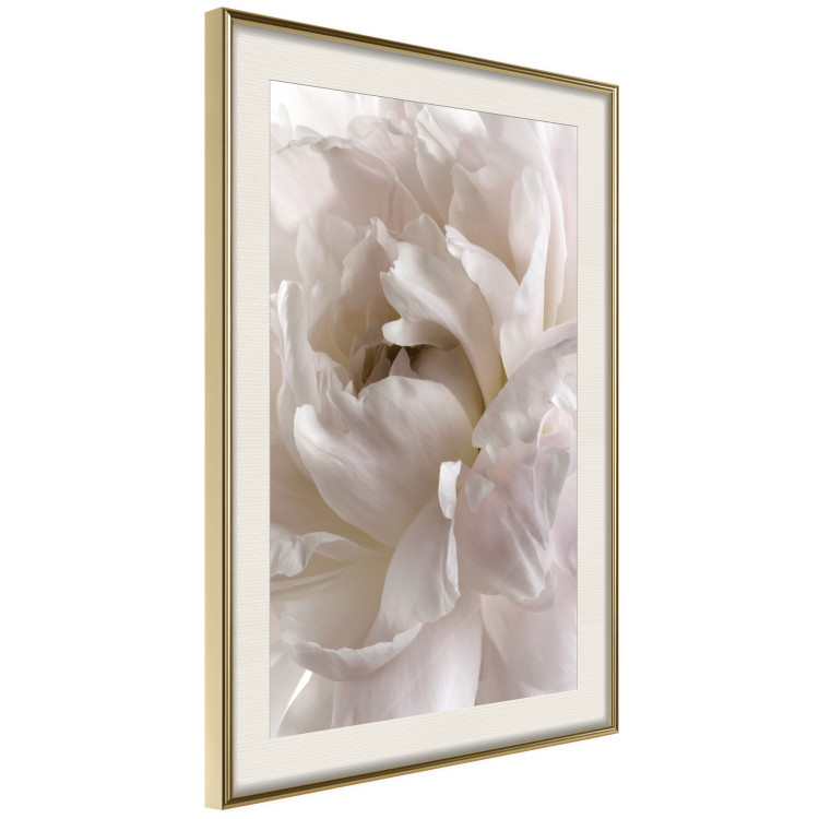 Poster Fluffy Absent-mindedness - white velvety flower in light composition 127832 additionalImage 3