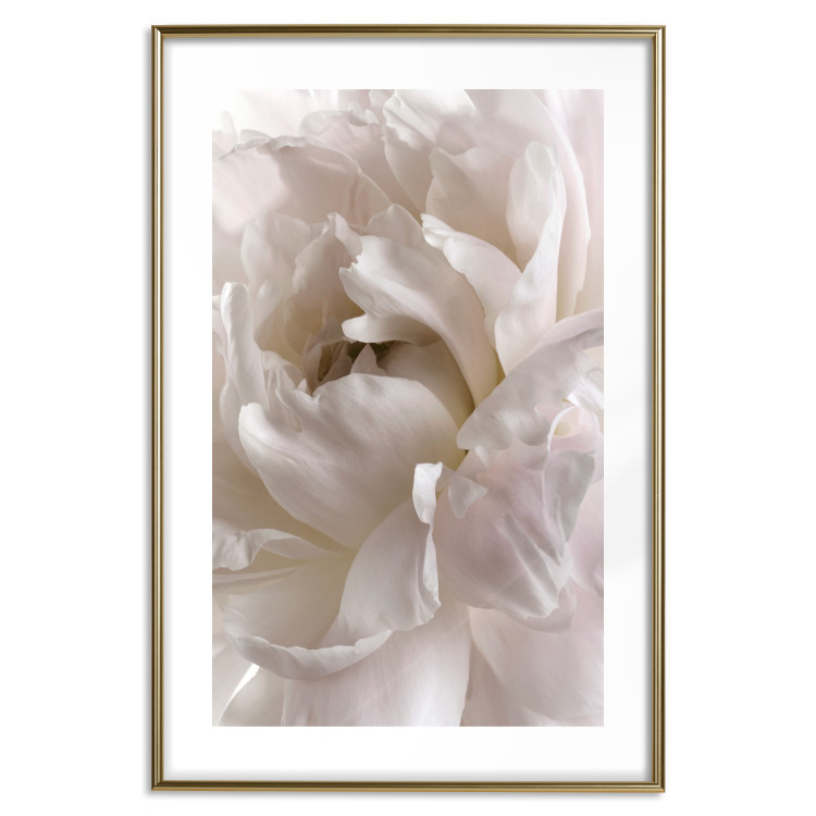 Poster Fluffy Absent-mindedness - white velvety flower in light composition 127832 additionalImage 14