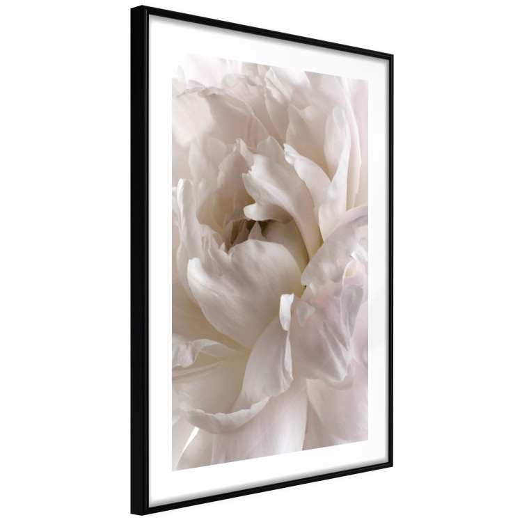 Poster Fluffy Absent-mindedness - white velvety flower in light composition 127832 additionalImage 8