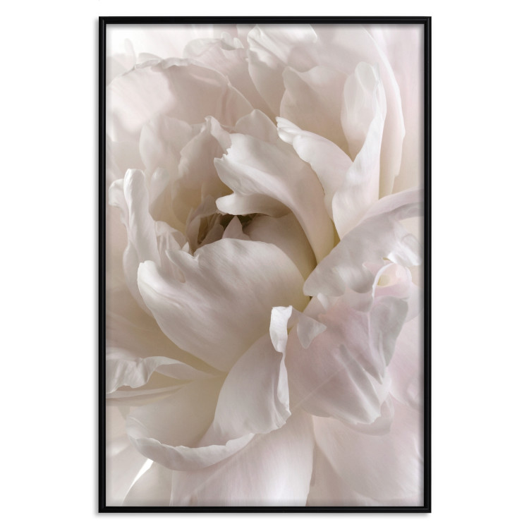 Poster Fluffy Absent-mindedness - white velvety flower in light composition 127832 additionalImage 16