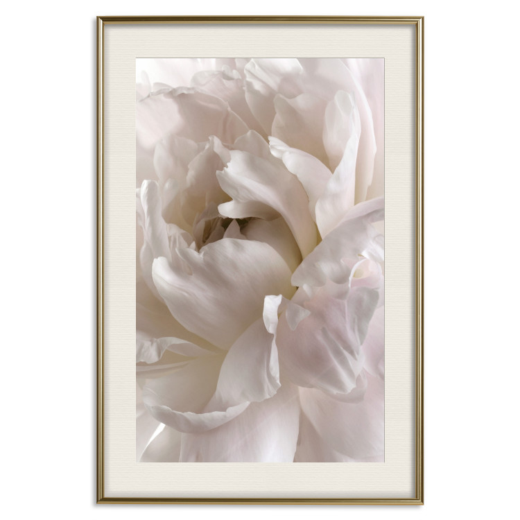 Poster Fluffy Absent-mindedness - white velvety flower in light composition 127832 additionalImage 20