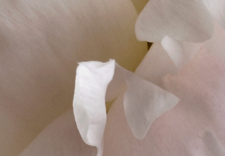 Poster Fluffy Absent-mindedness - white velvety flower in light composition 127832 additionalImage 12