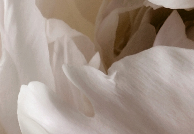 Poster Fluffy Absent-mindedness - white velvety flower in light composition 127832 additionalImage 9