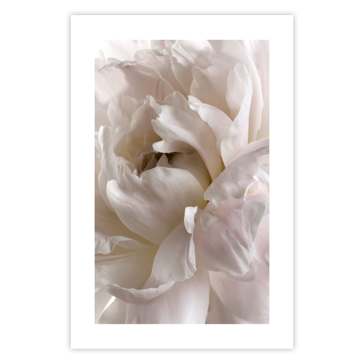 Poster Fluffy Absent-mindedness - white velvety flower in light composition 127832 additionalImage 25