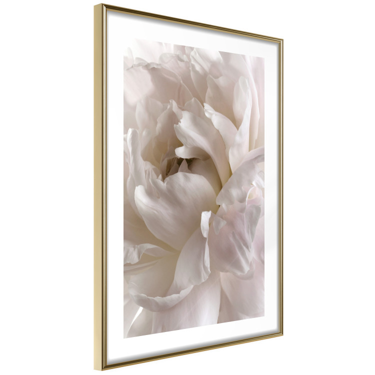 Poster Fluffy Absent-mindedness - white velvety flower in light composition 127832 additionalImage 7