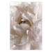 Poster Fluffy Absent-mindedness - white velvety flower in light composition 127832