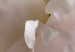 Poster Fluffy Absent-mindedness - white velvety flower in light composition 127832 additionalThumb 12